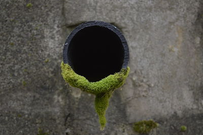 High angle view of leaf