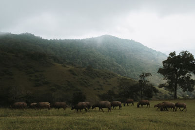 Travel in chiang mai, thailand 