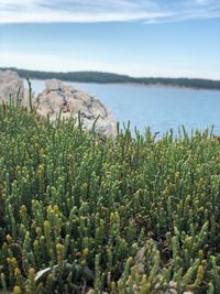 Close-up of plants by sea against sky