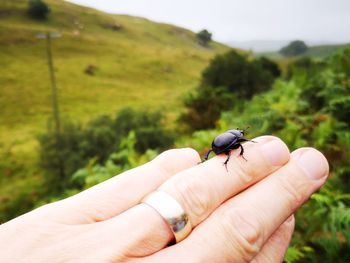Human hand holding insect
