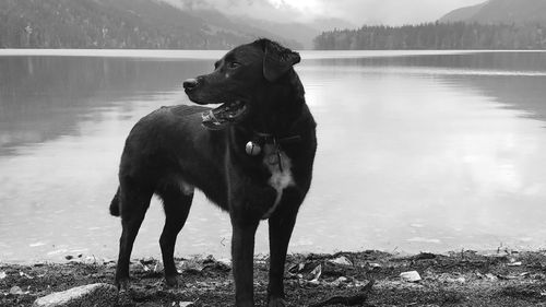 Dog standing on lakeshore