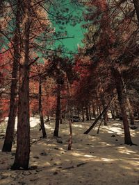 Trees on landscape against sky