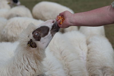 Close-up of hand holding white dog