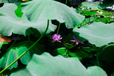 Close-up of lotus water lily in pond