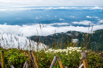 Plants growing on mountain against sky