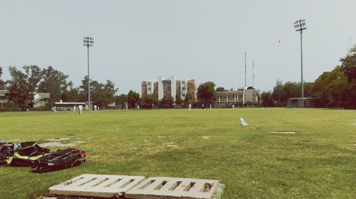 Trees on grassy field
