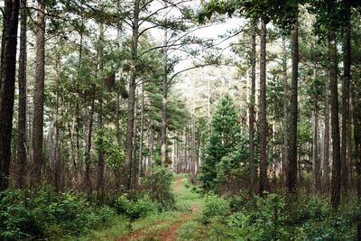 Footpath amidst trees in forest