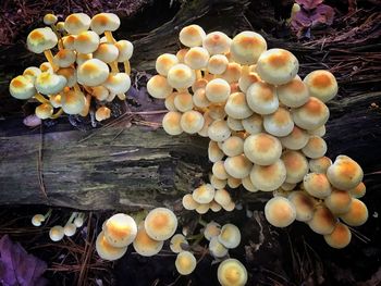 Pumpkins on vine