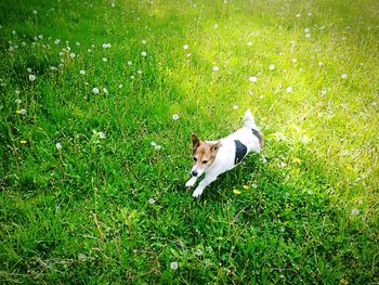 Dog standing on grassy field