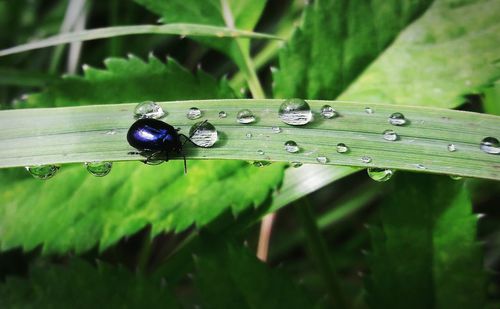 High angle view of beetle on grass