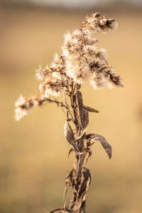 Close-up of wilted plant