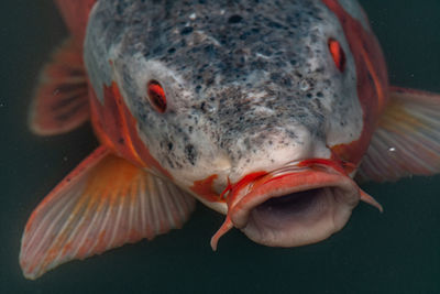 Close-up of fish swimming in sea