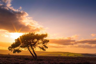 Tree on field against sky during sunset