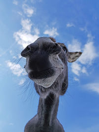 Donkey head against a blue sky with a few clouds