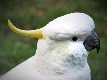 Close-up of a bird