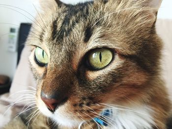 Close-up portrait of a cat