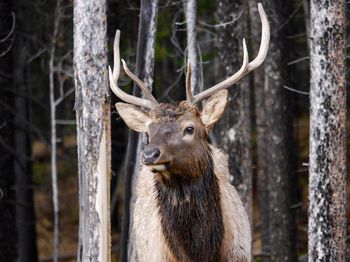 Close-up of stag in forest