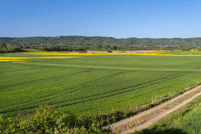 Scenic view of agricultural field against clear sky