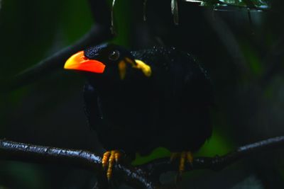 Close-up of bird perching