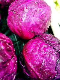 Close-up of wet pink flowers