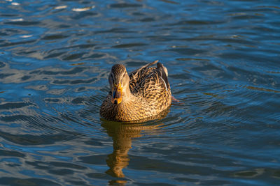 Single femae mallard duck on lake low level macro water level view