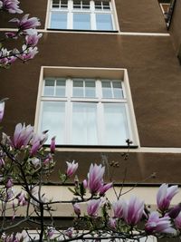 Close-up of pink flowering plant against building