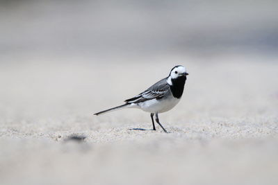 Close-up of bird perching on beach