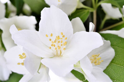 Close-up of white flowering plant