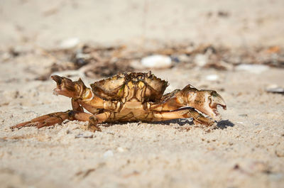 Live crab on the sandy shore of the black sea, ukraine, kherson region, close up