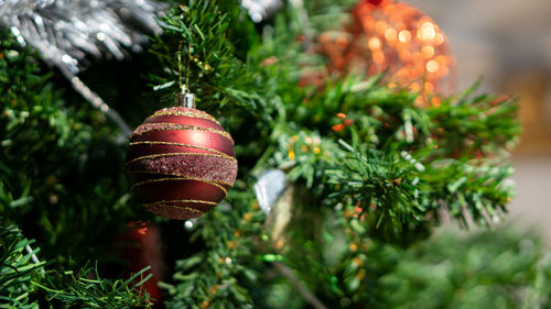 Close-up of christmas tree