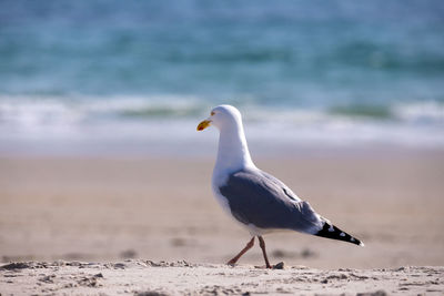 Seagull perching on a beach