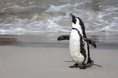 View of a bird on beach