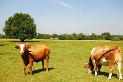 Cows grazing on grassy field