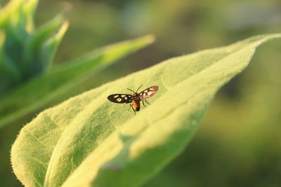 Close-up of insect on leaf