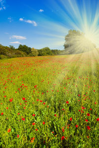 Scenic view of flowering plants on field against bright sun