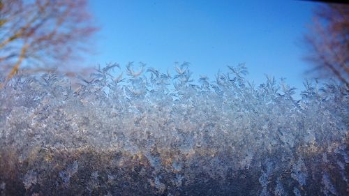 Close-up of frozen plants against blue sky