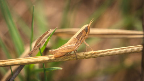 Close-up of grasshopper