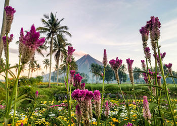 Purple flowering plants on field against sky