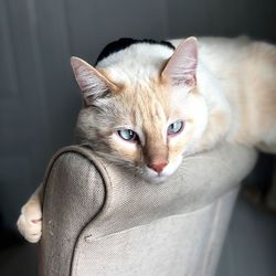 Close-up portrait of tabby cat