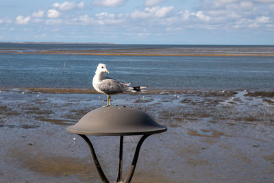 Seagull on street lamp at wittdün