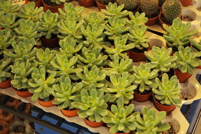 High angle view of potted plant for sale in market