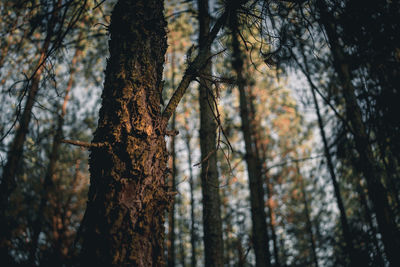 Trees in forest