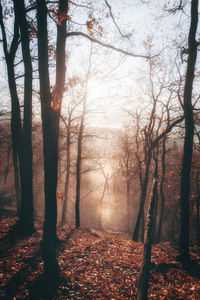 Trees in forest during autumn