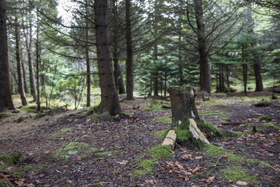 Trees in forest