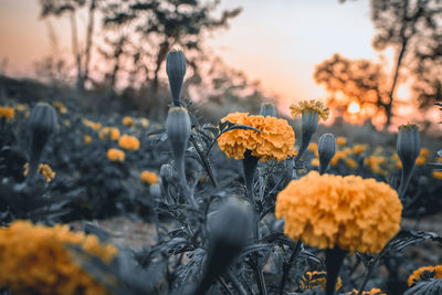 Close-up of orange flowering plants