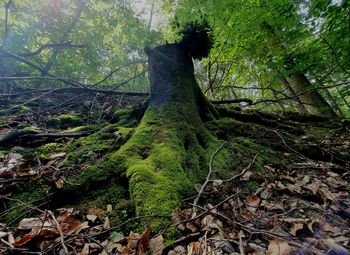 Moss growing on tree stump in forest