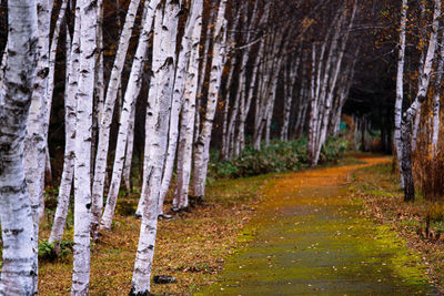 Trees in forest