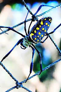 Close-up of plant against blurred background