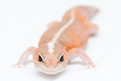 Close-up of a rabbit over white background