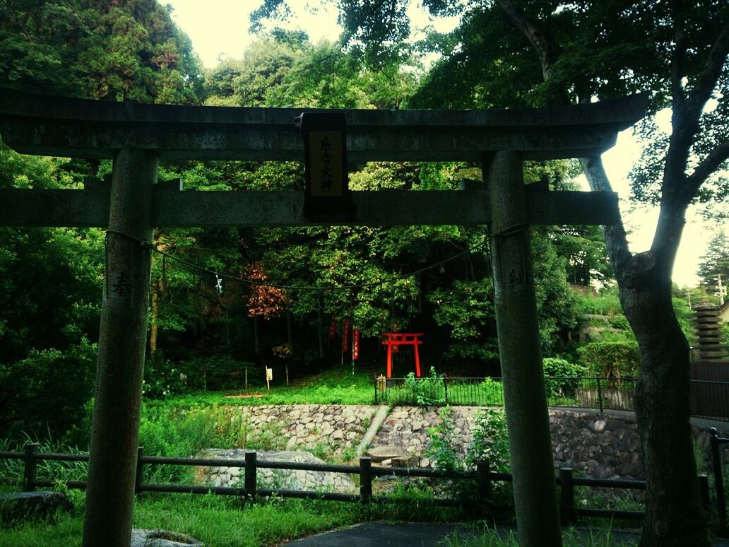 tree, railing, fence, growth, park - man made space, tranquility, green color, built structure, nature, sunlight, grass, gate, architecture, tranquil scene, plant, beauty in nature, sky, no people, day, branch